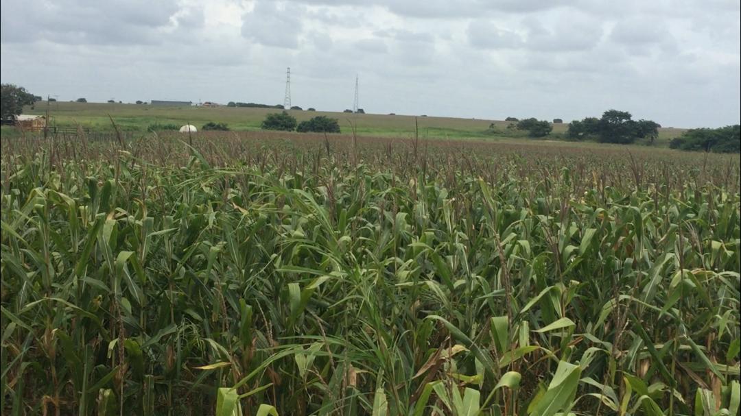 ¿Dónde están los reales del peaje? se preguntan en Guárico donde vías agrícolas son “un total desastre”