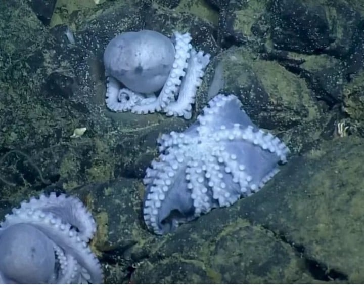 El misterioso sitio del océano en costa de California que atrae a miles de pulpos