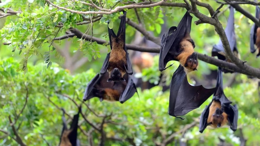 Patógenos de origen zoonótico: cómo los virus de Nipah, Ébola, gripe aviar y el coronavirus saltaron de animales a humanos