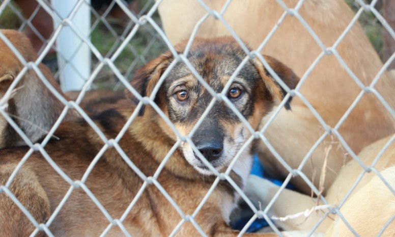 Un zoólogo australiano se declara culpable de violar, torturar y matar a decenas de perros