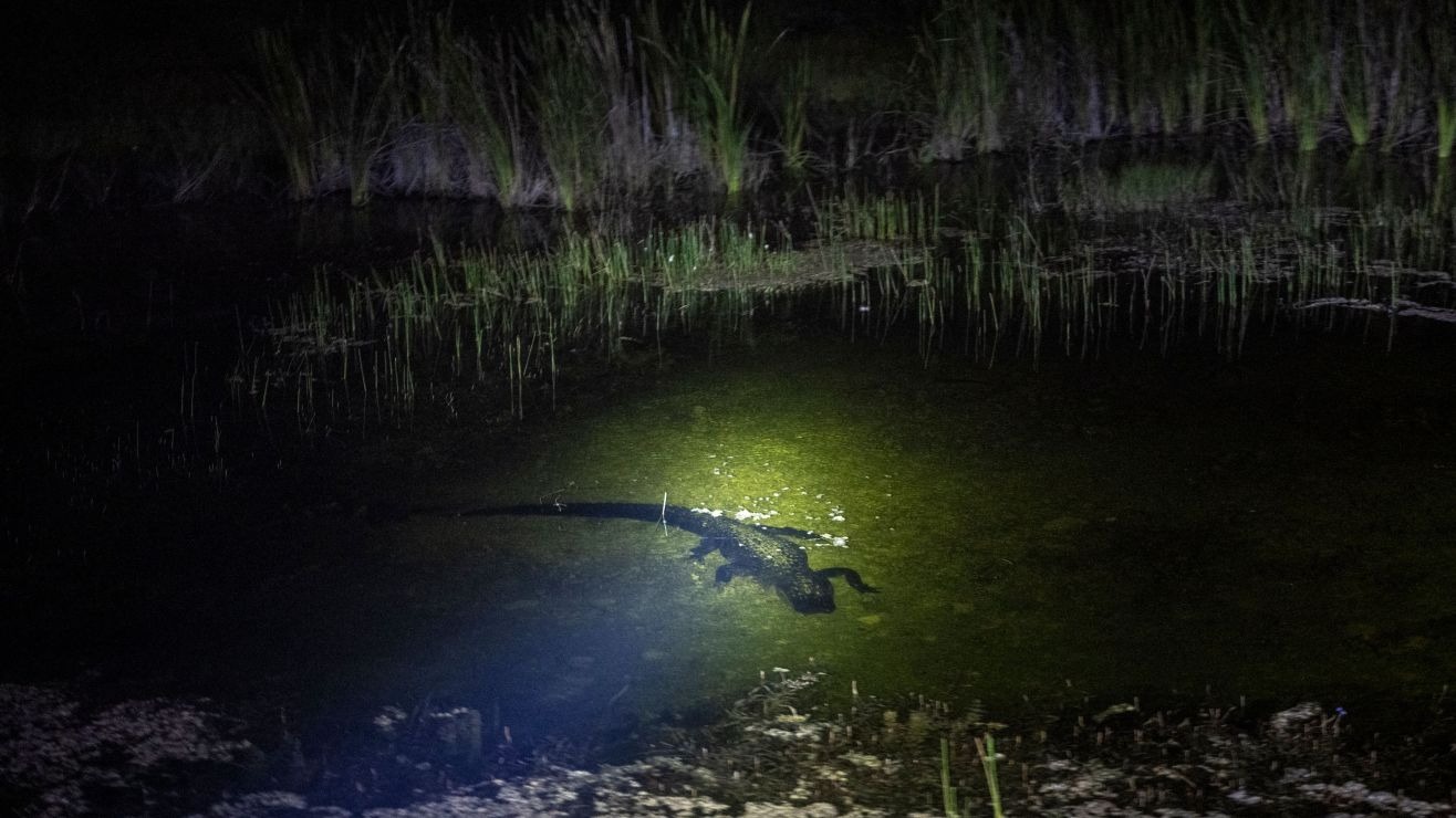 Semana sangrienta en Florida: dos personas fueron atacadas por feroces caimanes mientras hacían snorkel