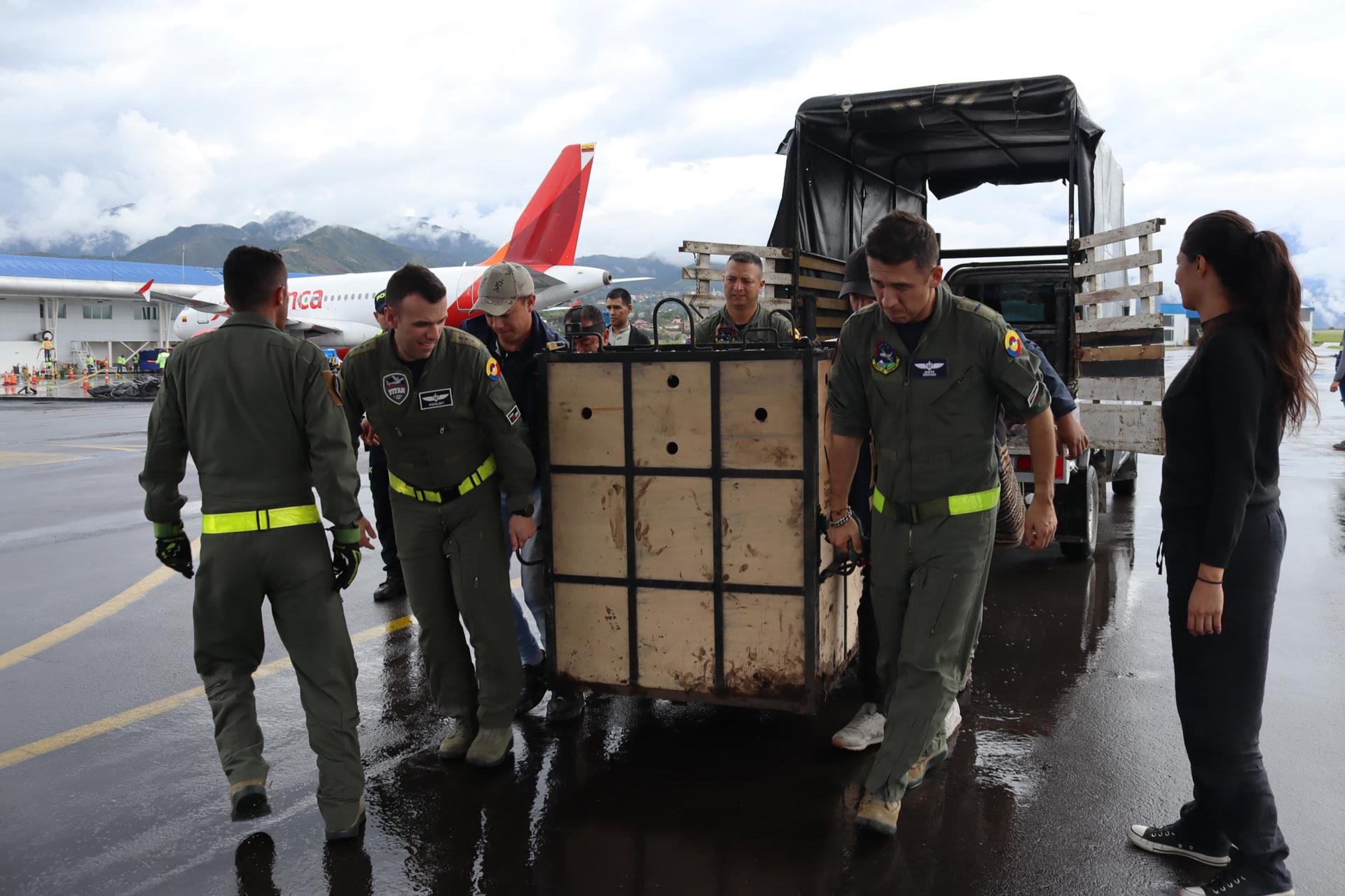 Dos osos andinos rescatados tendrán una segunda oportunidad en santuario de Bogotá