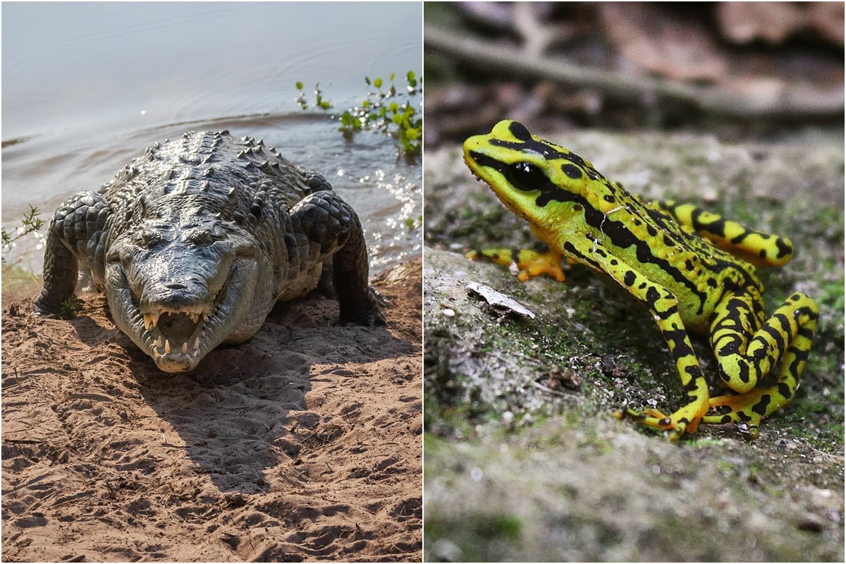 Caimán del Orinoco y sapito arlequín al borde de la extinción en Venezuela: ¿cómo evitarlo?