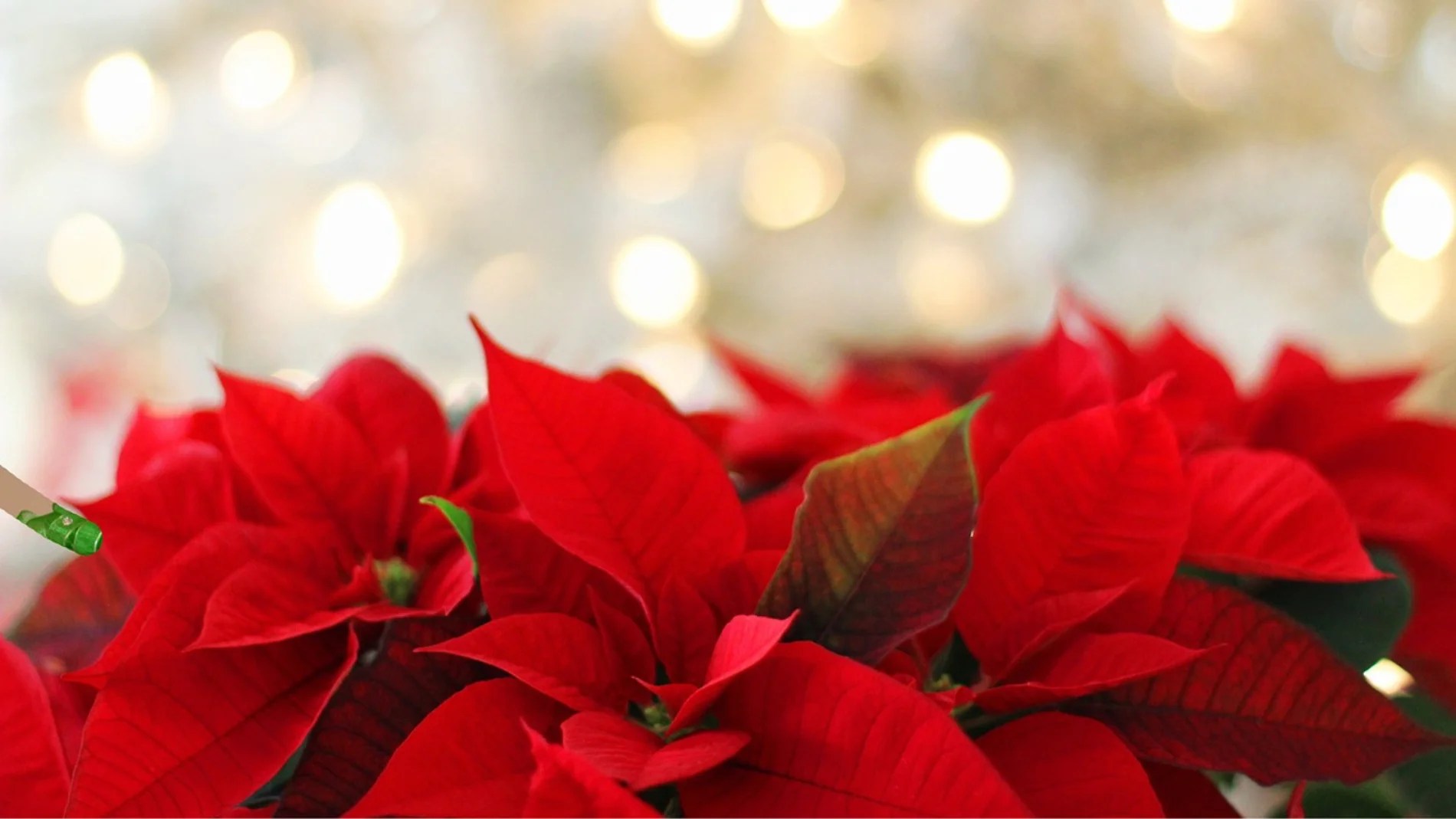 Cómo cuidar una flor de Navidad