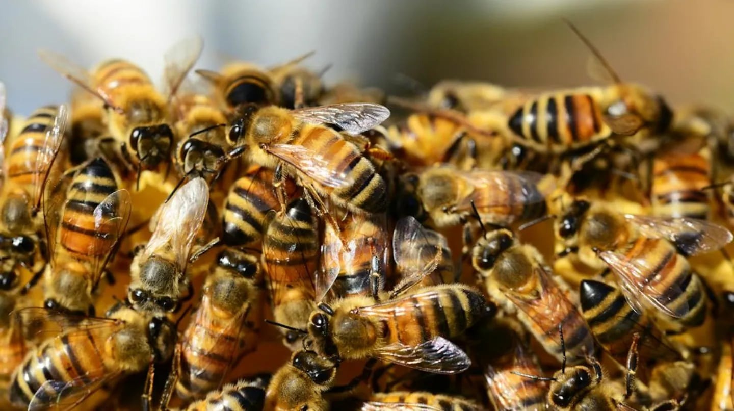 Quiso sacar su camioneta del barro, pero abejas africanas lo atacaron salvajemente hasta morir