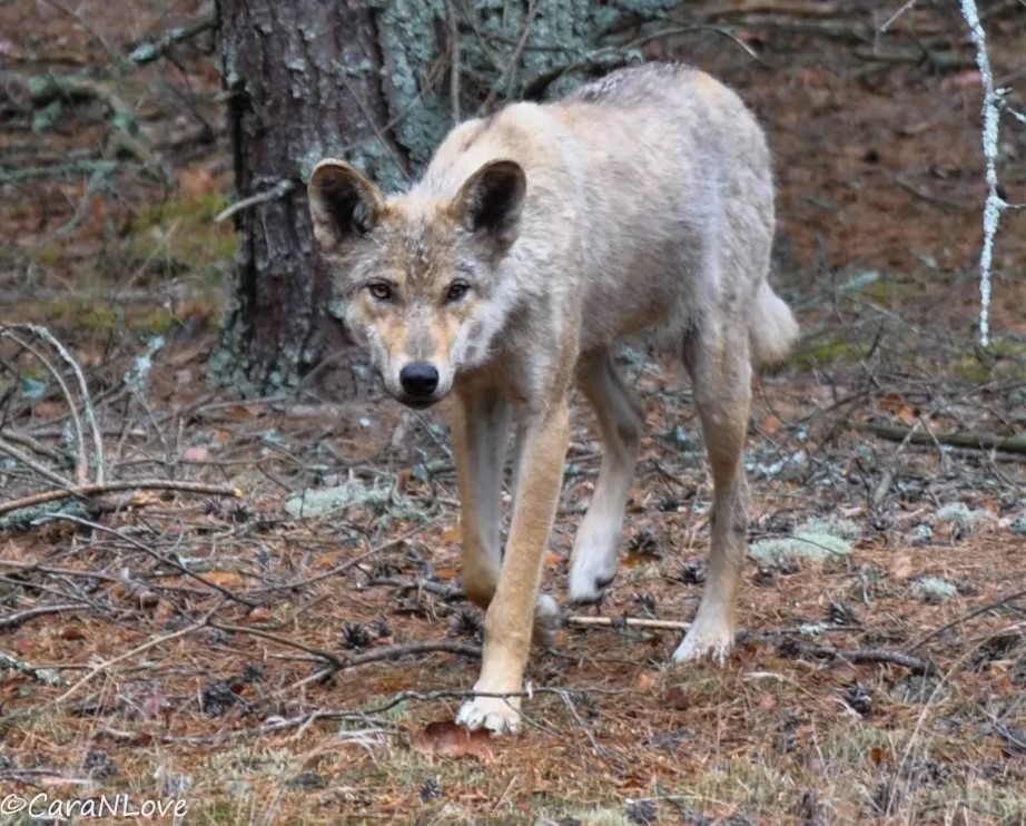 Lobos mutantes que deambulan por Chernobyl han desarrollado habilidades resistentes al cáncer