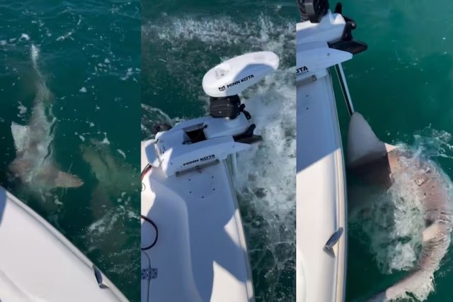 Video: They were fishing in Florida when several sharks surrounded them and brutally attacked them