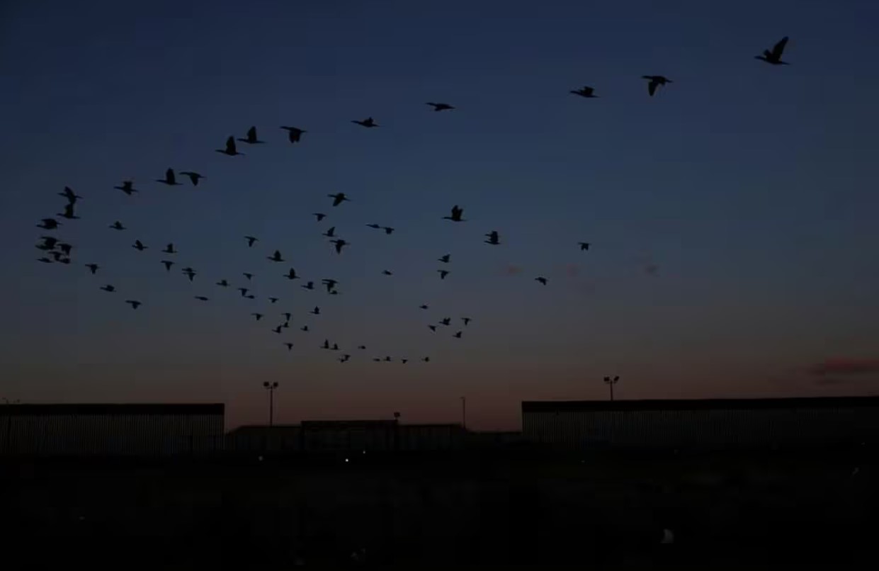 ¿Por qué las aves eligen volar en forma de “V”?