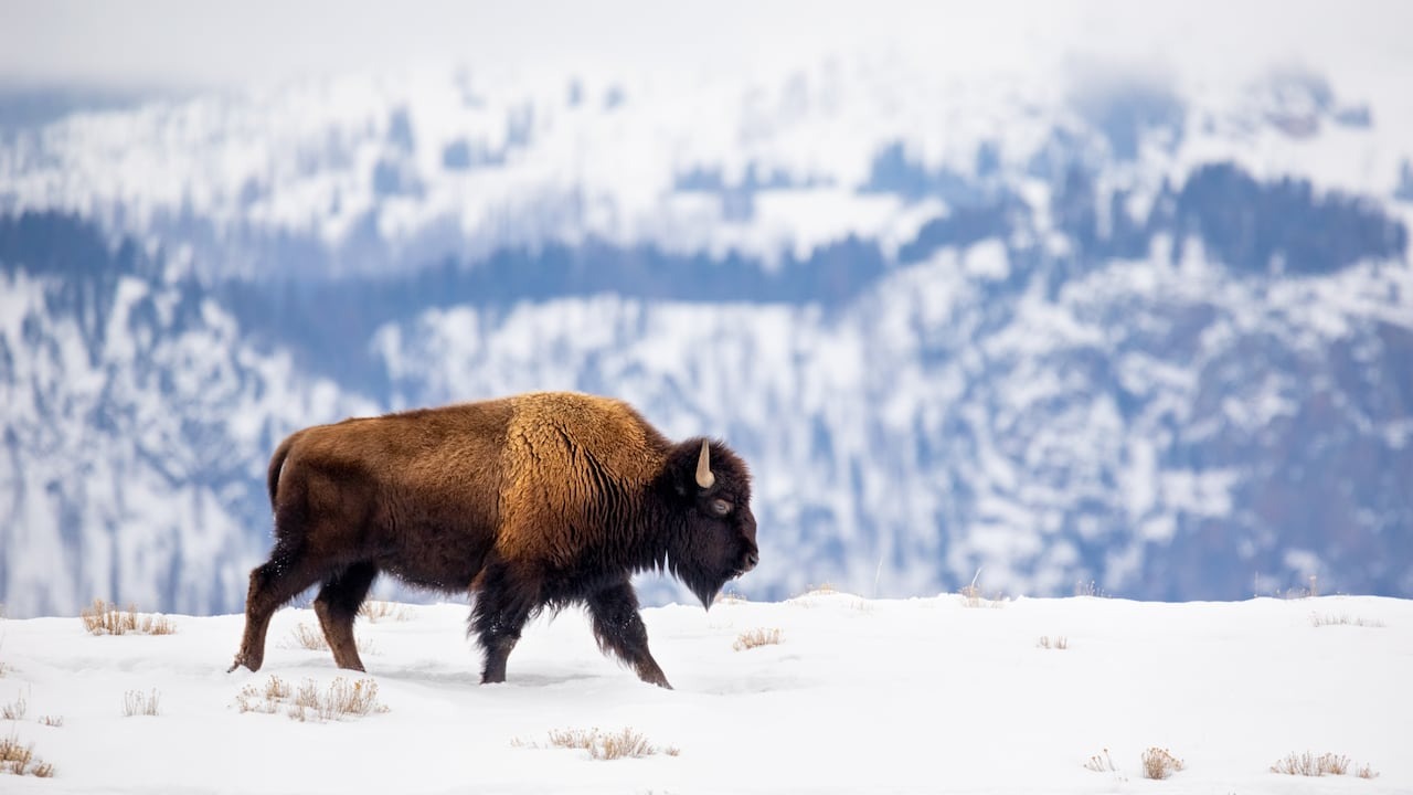A rare buffalo calf born in Yellowstone could be a harbinger of indigenous prophecy