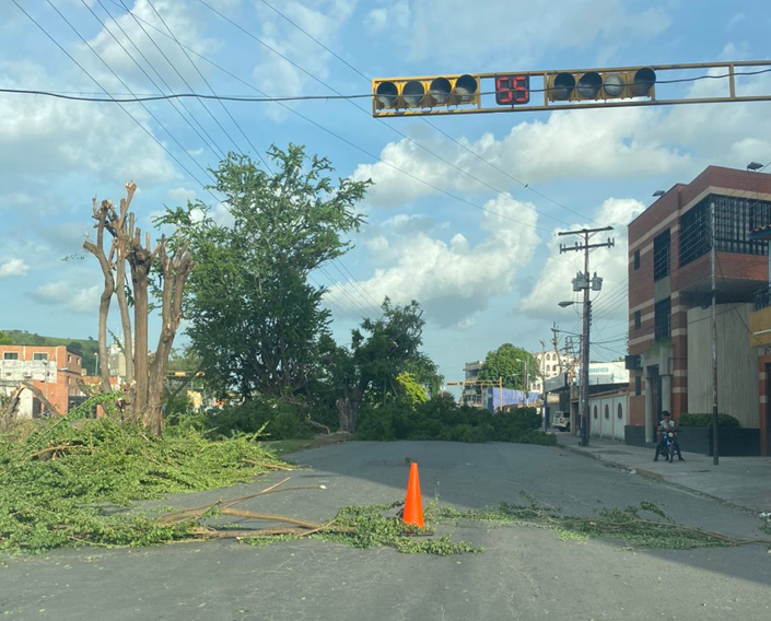 Corpoelec no solo corta la luz, sino también “tala sin ton ni son” árboles en Maracay