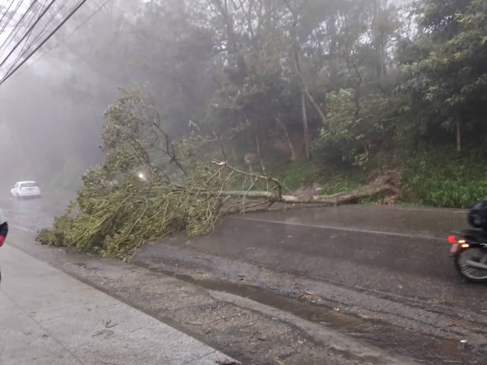 Gran congestión vehicular en el km 13 en El Junquito por árbol caído tras intensas lluvias de este #4Jun