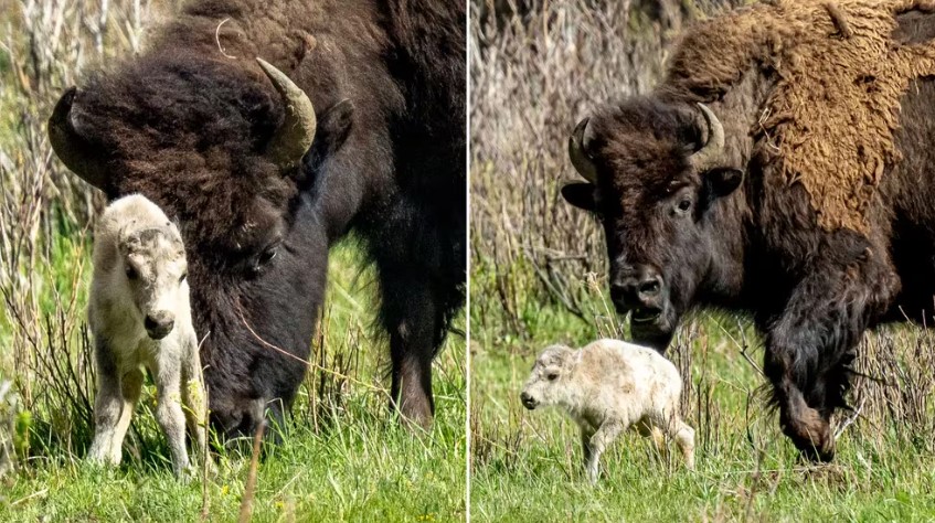 El nacimiento de una rara cría de búfalo blanco en el parque de Yellowstone cumple una profecía indígena