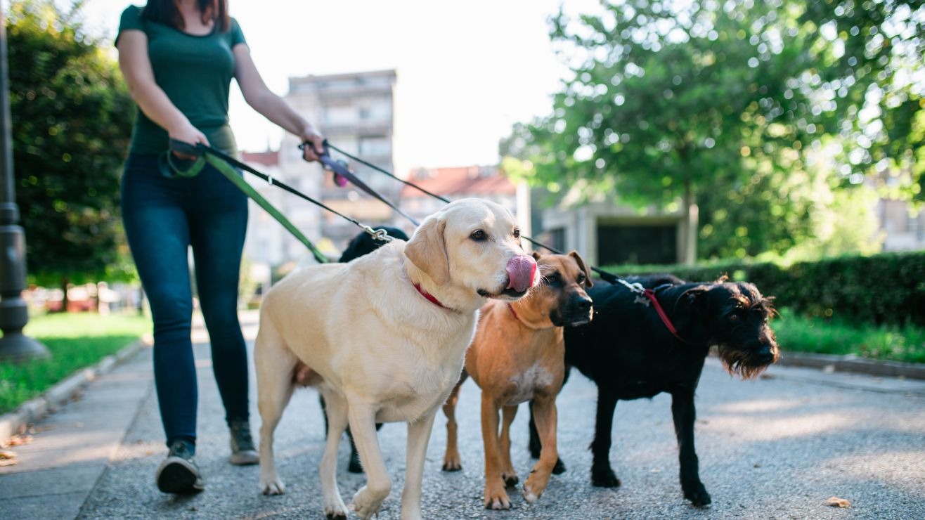 ¿Quién se queda con las mascotas tras el divorcio? Esto dice la ley en Venezuela