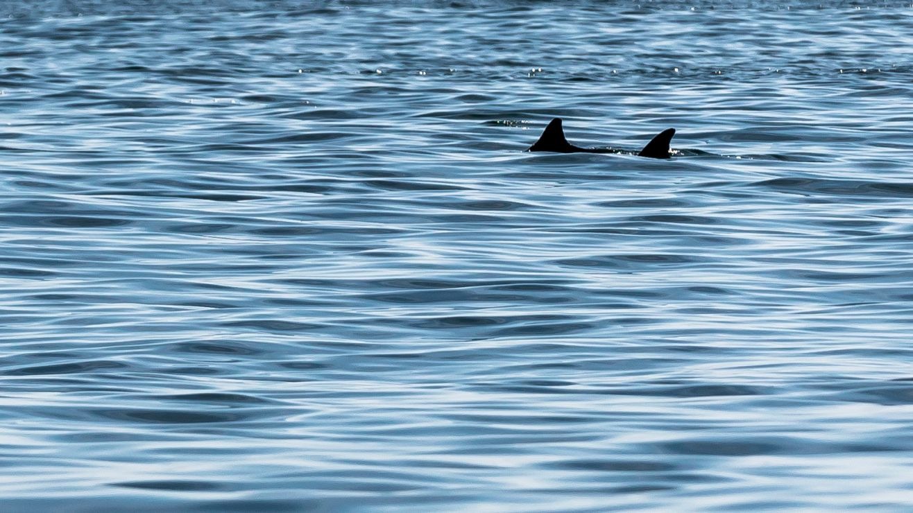 Pescador latino casi fue devorado por un tiburón en los Cayos de Florida