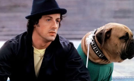 La historia de Butkus, el perro de “Rocky” que Sylvester Stallone tuvo que vender agobiado por la pobreza