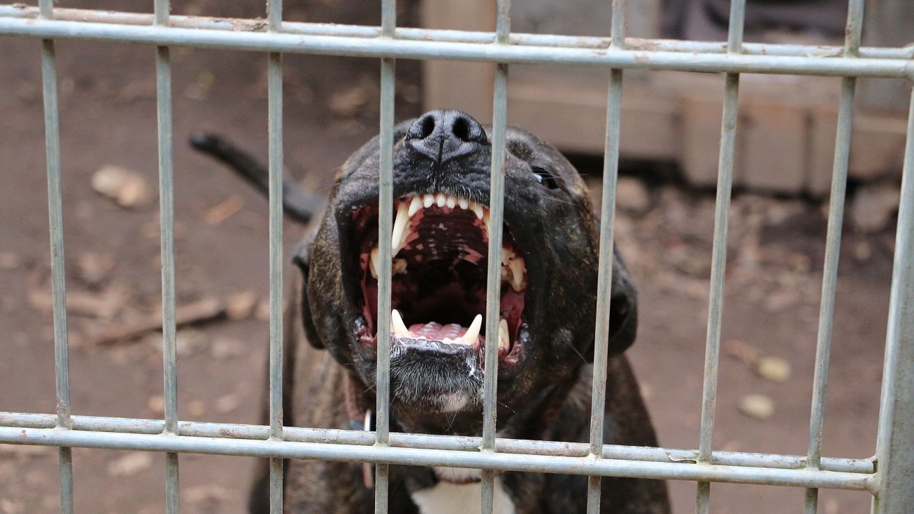 Pequeño héroe: Niño sacó a relucir su valentía para salvar a su hermana de un feroz ataque de perro en Míchigan