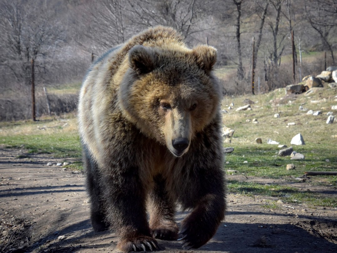 Oso encontró la muerte tras atacar a un anciano que recogía frutos en bosque de Montana