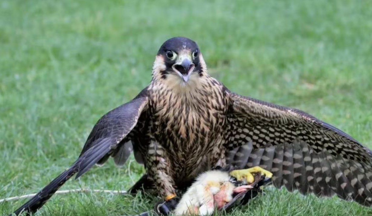 Halcones peregrinos, las aves más rápidas del mundo