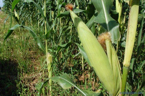 Siembra de maíz en Guárico está afectada por falta de lluvias