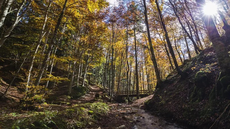 Una anciana de 88 años sobrevive cuatro días sola en un bosque del norte de Italia