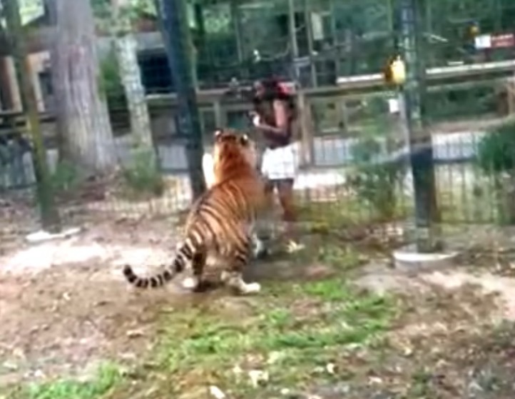 VIDEO alarmante: tigre casi le arranca la mano de un mordisco a una mujer de Nueva Jersey