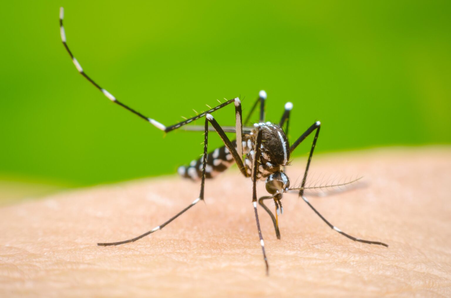 Confirman más de 160 casos de dengue en Monagas