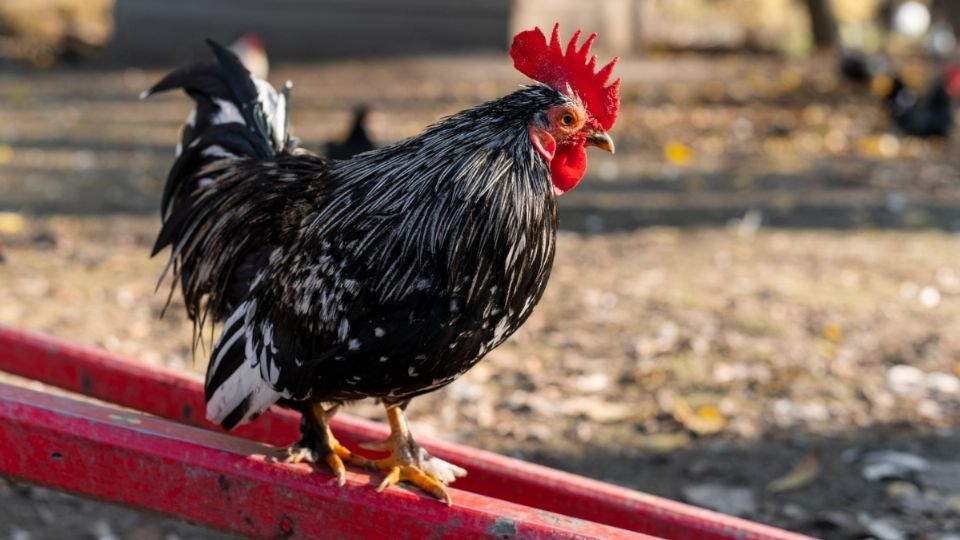 Apuesta terminó en tragedia: al menos cuatro muertos y dos heridos dejó una pelea de gallos