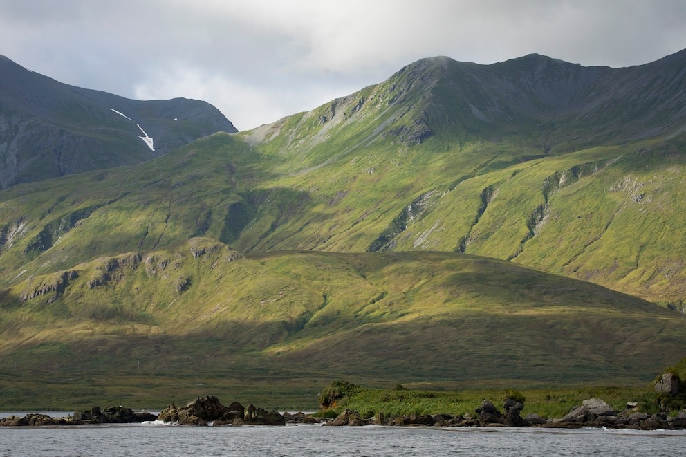 Por qué los 350 habitantes de una pequeña isla de Alaska buscan desesperadamente a una rata en fuga