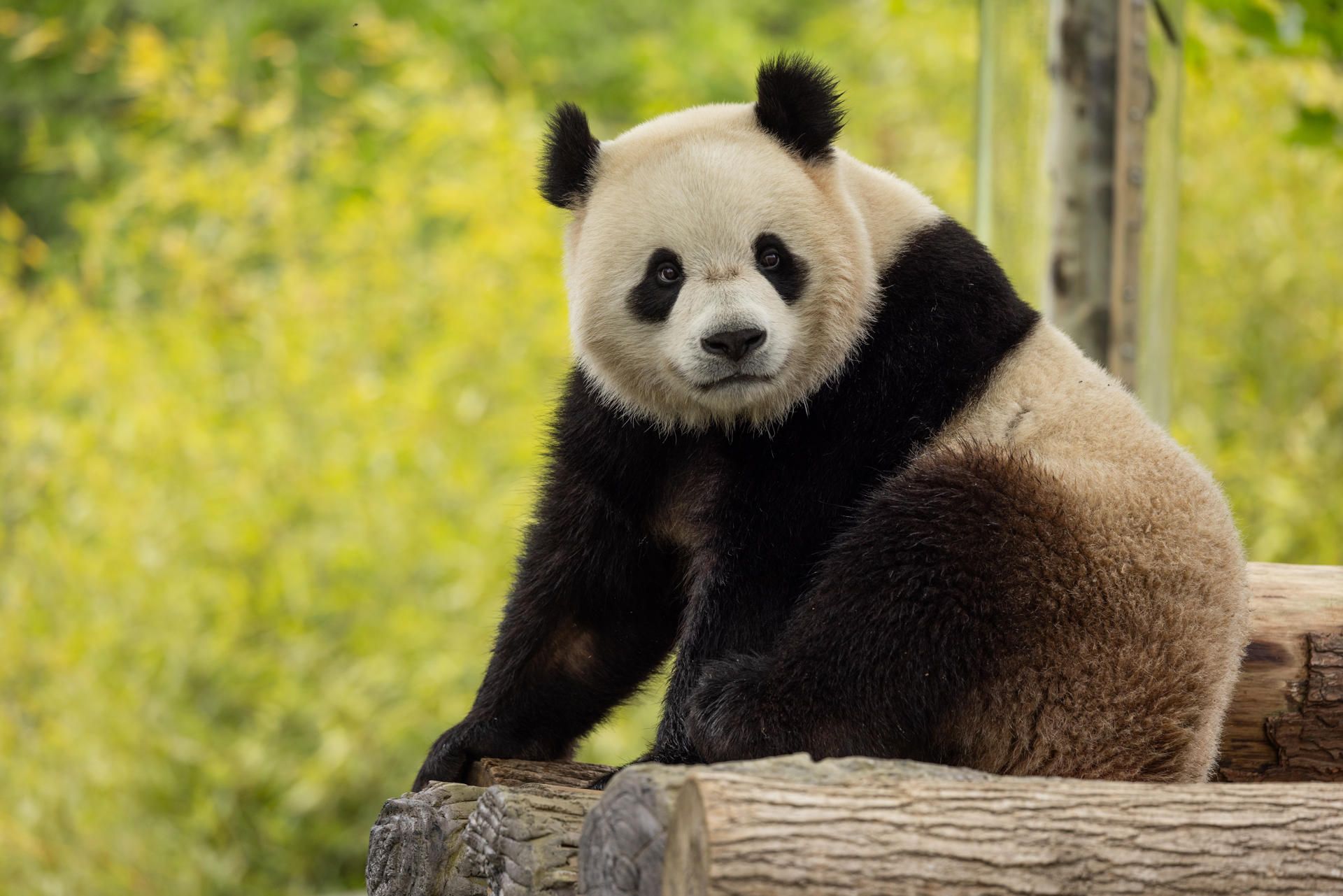 Zoológico de Alemania abarrotado de visitantes por la llegada de osos pandas bebés