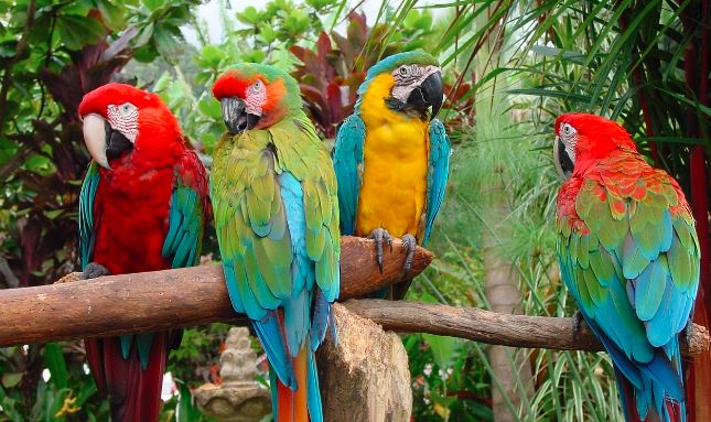 Tala de árboles en Valencia está dejando sin hogar a loros y guacamayas