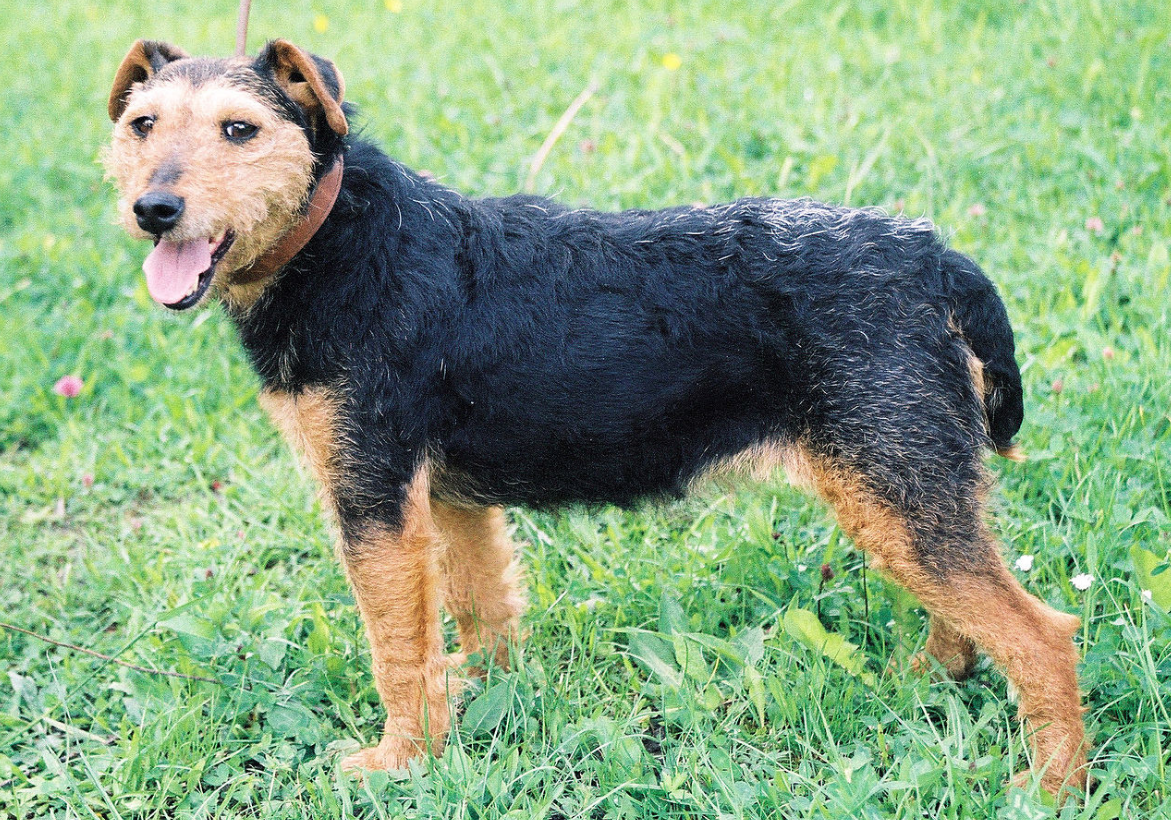 Simpática perrita de la calle encontró dueño tras recorrer su ciudad en autobús durante semanas