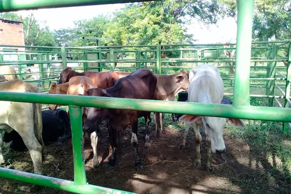 Detenidos tres miembros de la banda “Los Panchos” que hurtaban ganado en Barinas