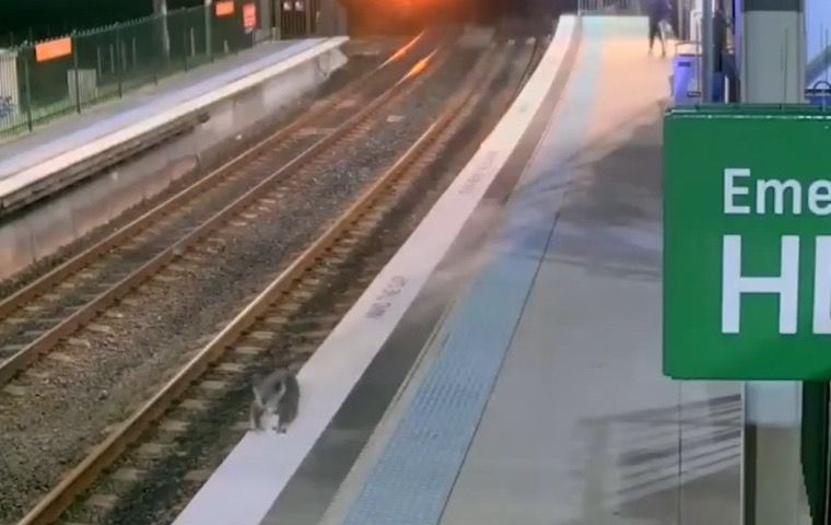 Un koala interrumpe el sistema ferroviario de Sídney tras colarse en una estación (Video)