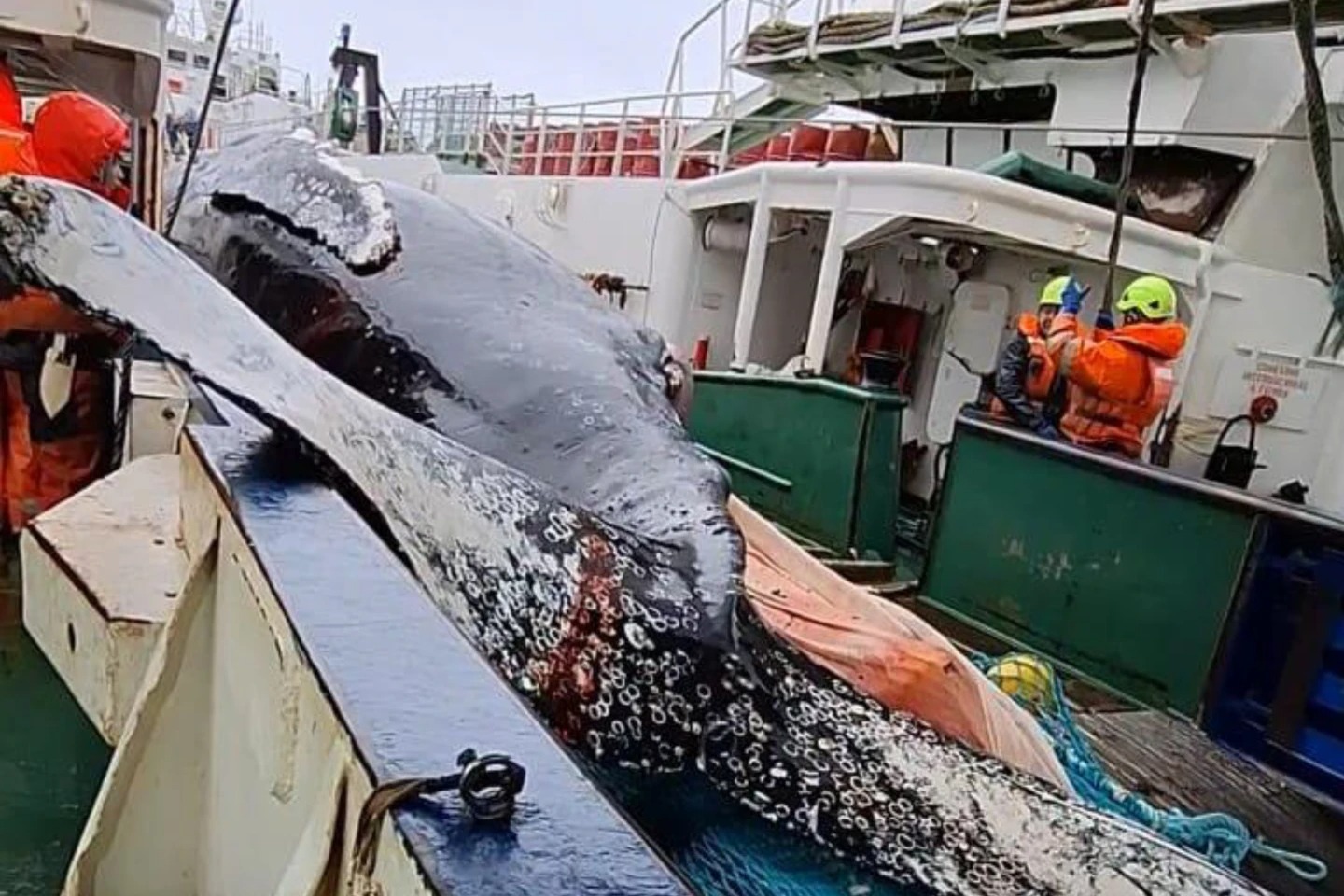 Las recientes muertes de ballenas ponen de relieve los riesgos que supone la creciente pesca de krill en la Antártida