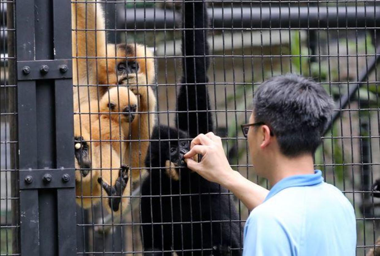 Hong Kong investiga la misteriosa muerte de nueve monos de un zoológico en  dos días