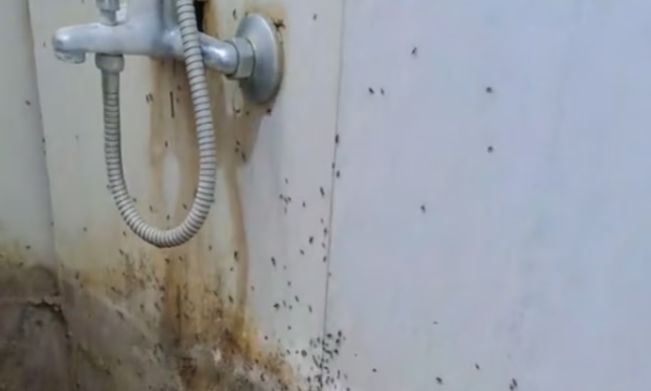 Encontró insectos en el baño, rompió la pared para ver qué había y descubrió lo peor (VIDEO)