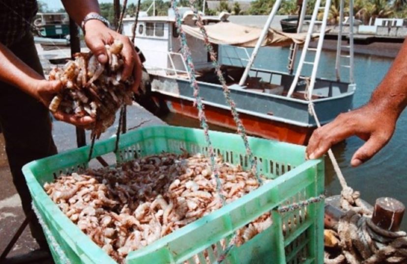 Asoproco aseguró que Venezuela podría producir 600.000 toneladas de camarones