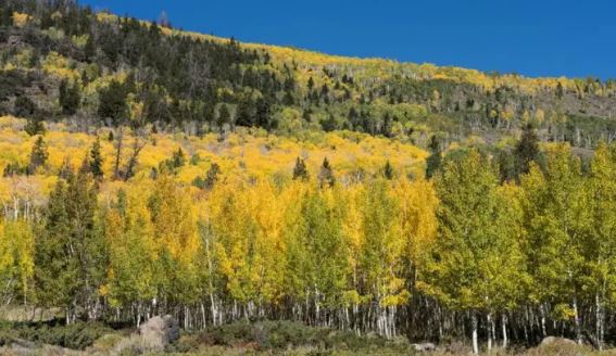 El árbol de más de 40 hectáreas considerado uno de los seres vivos más antiguos de la Tierra