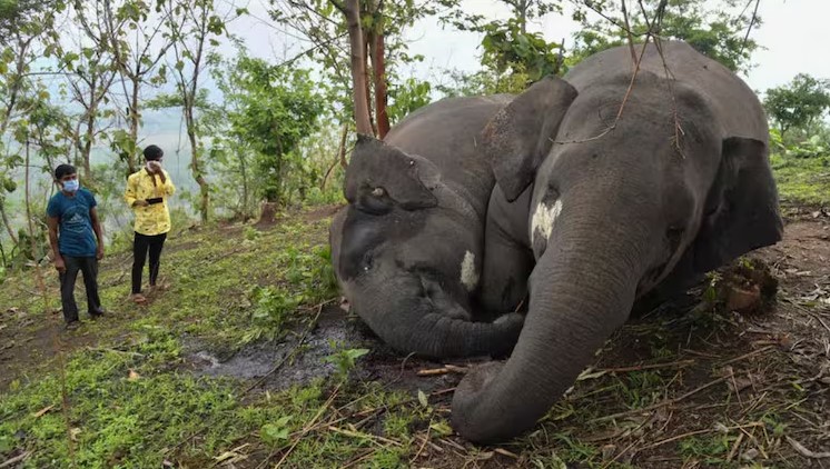 Mueren 10 elefantes por envenenamiento por hongos en un parque nacional de la India