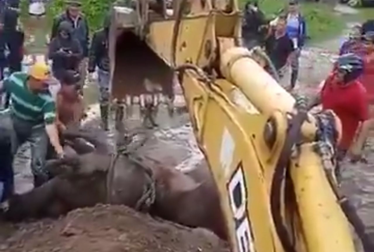 Heroico rescate de una yegua que cayó en hueco de dos metros en Táchira (VIDEO)