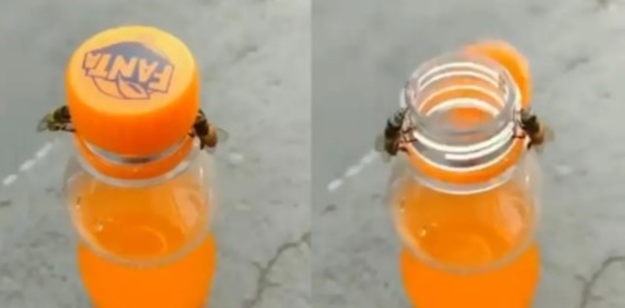 VIRAL: Filmaron a dos abejas trabajando juntas para abrir una botella de refresco (VIDEO)