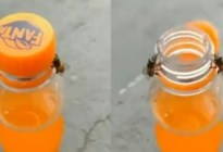 VIRAL: Filmaron a dos abejas trabajando juntas para abrir una botella de refresco (VIDEO)