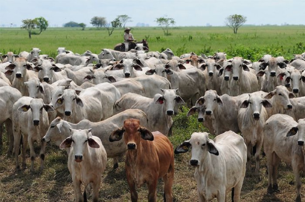 Ganaderos de Apure con “la soga al cuello” tras prohibición de sacrificar vacas en la entidad llanera