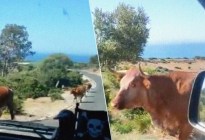 VIDEO increíble: Turista le preguntó una dirección a una vaca y esta se la indicó