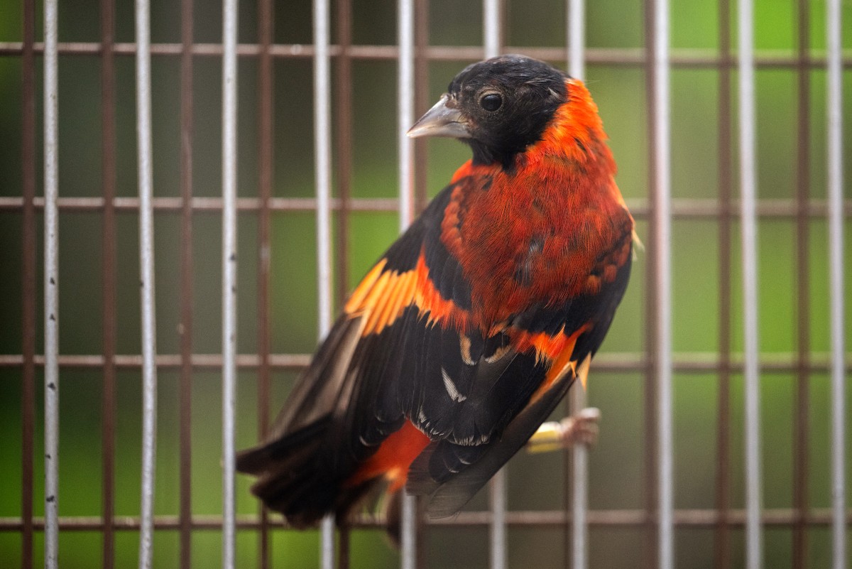 En FOTOS: dar nuevas alas al cardenalito de Venezuela para sobrevolar la extinción