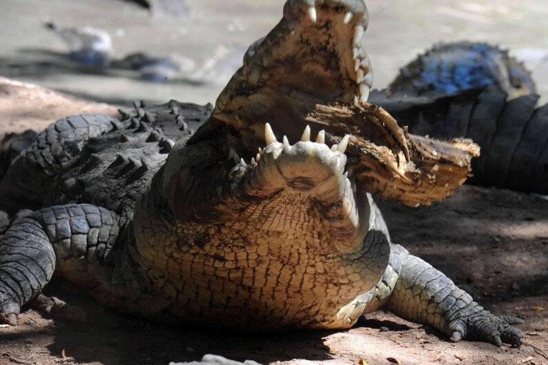 VIDEO: El momento en que un cocodrilo es atacado por un tiburón y arrastrado al mar