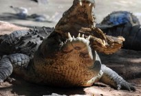 VIDEO: El momento en que un cocodrilo es atacado por un tiburón y arrastrado al mar