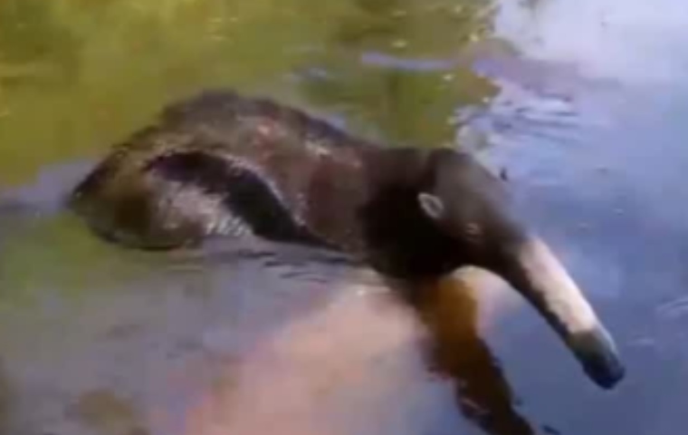 VIDEO: oso hormiguero gigante fue rescatado de una muerte segura en la Laguna de Ologa