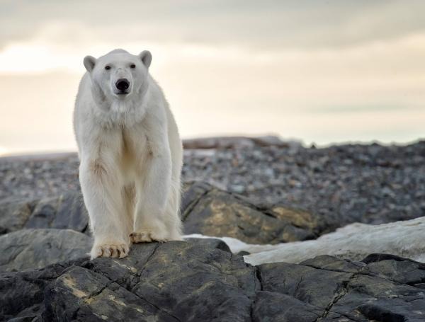 Hombre se guindó a pelear con un oso polar para salvar a su esposa y sobrevivió