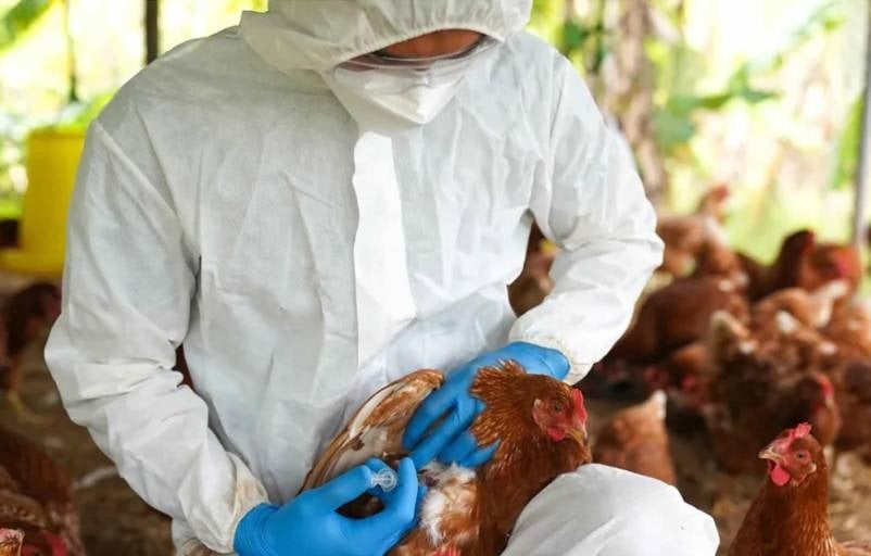 Un brote de gripe aviar H5N9 identificado por primera vez en Estados Unidos